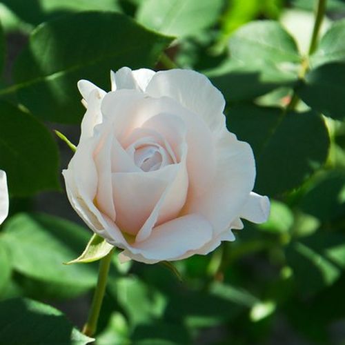 ROMANTIKUS RÓZSA - Rózsa - La Tintoretta - Online rózsa rendelés